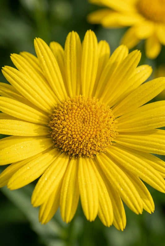 Buphthalmum salicifolium 'Alpengold' bloem