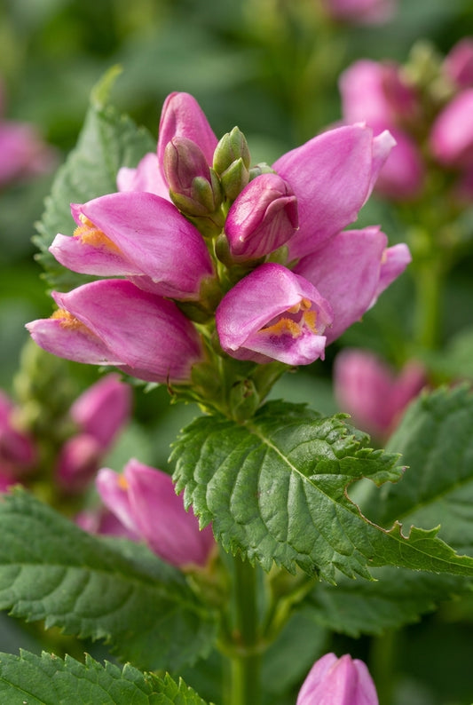 Chelone obliqua 'Arturtle' bloem