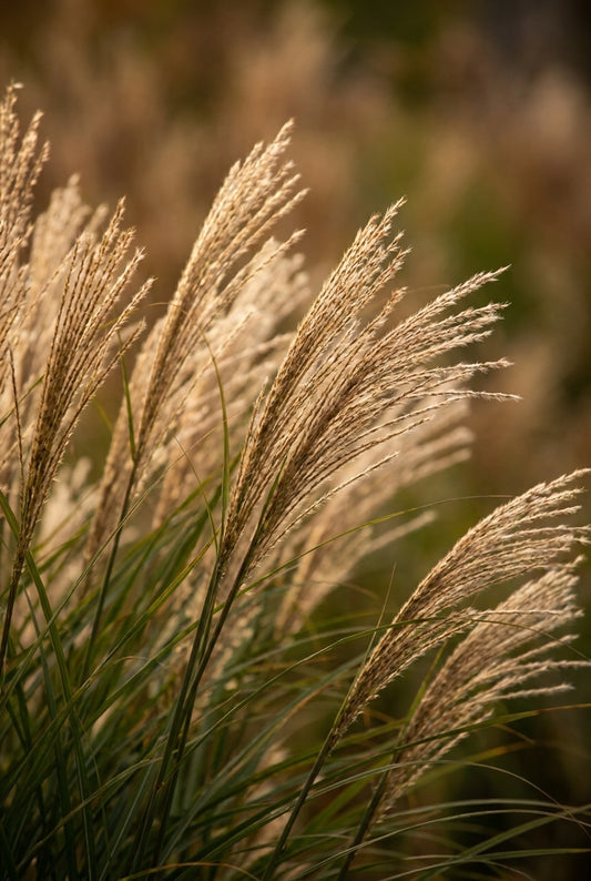 Calamagrostis canadensis bloem