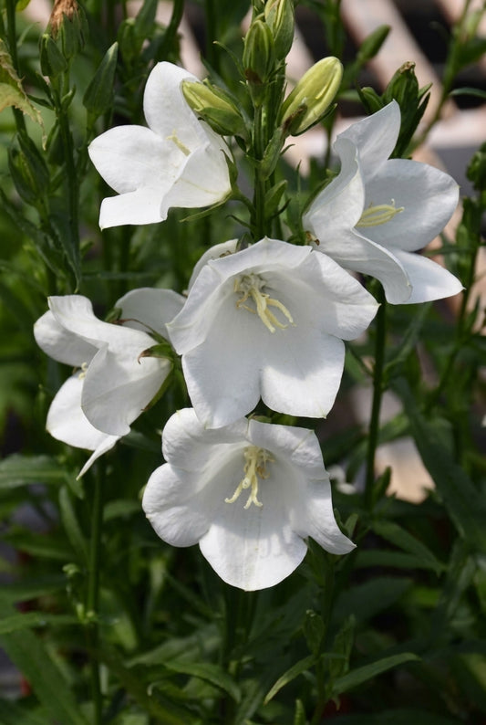 Campanula persicifolia 'Takion White' bloem