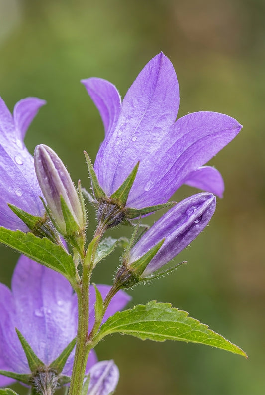 Campanula trachelium bloem