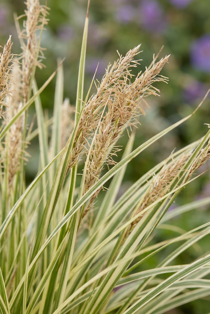 Carex morrowii 'Variegata' bloem
