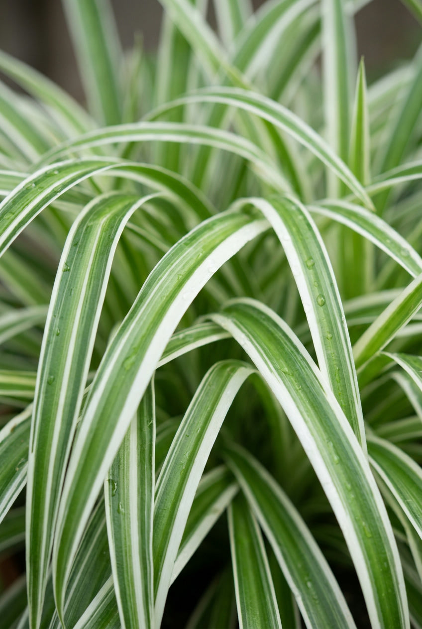 Carex oshimensis 'Fiwhite' blad