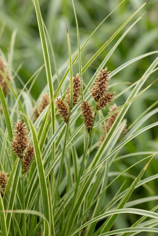 Carex oshimensis 'Ice Cream' bloem