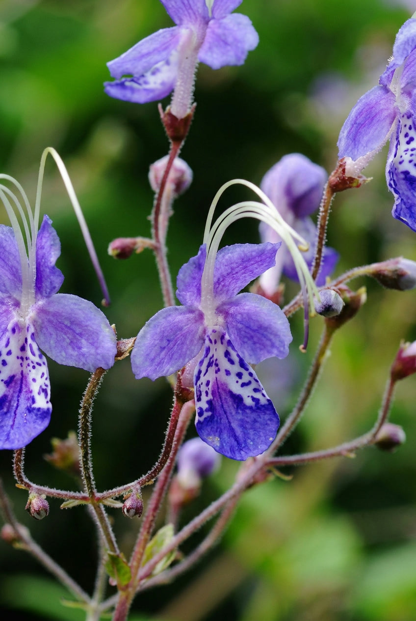 Caryopteris divaricata bloem