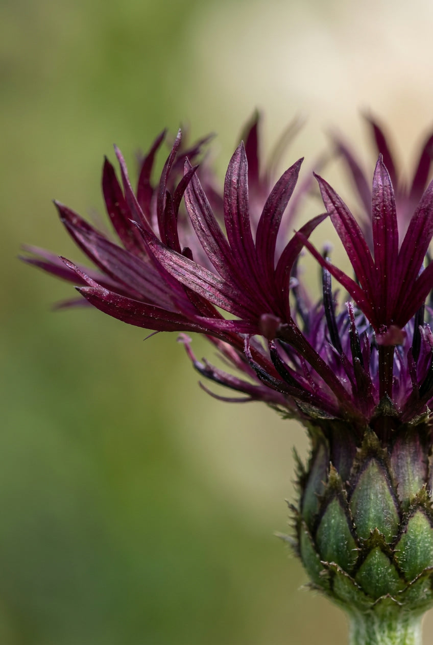 Centaurea montana 'Jordy' bloem