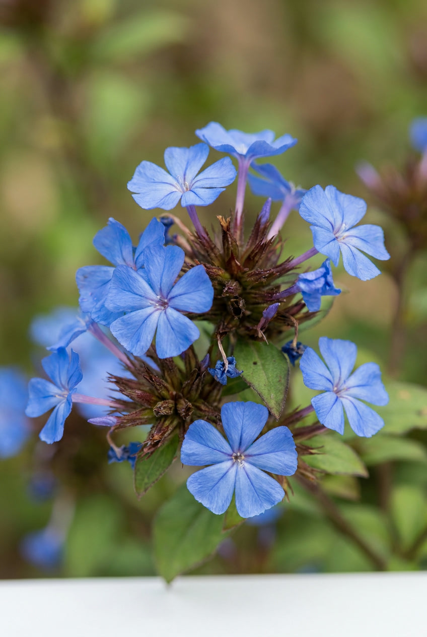 Ceratostigma griffithii bloem