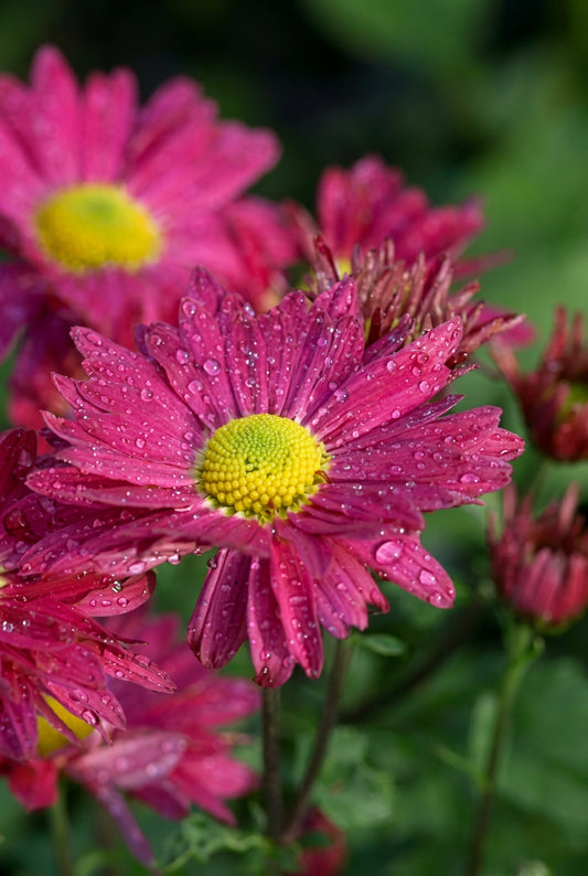 Chrysanthemum 'Oury' bloem