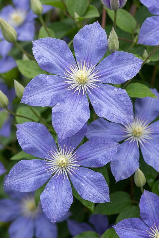 Clematis bonstedtii 'Crépuscule' bloem
