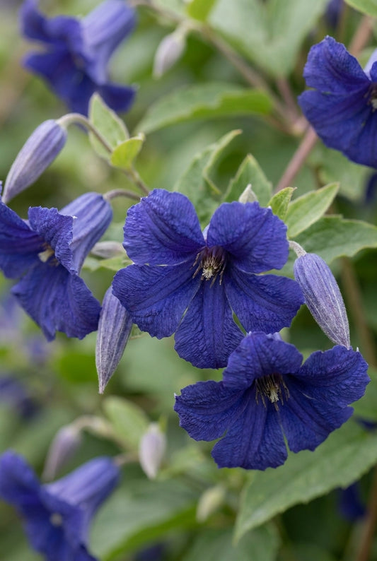 Clematis 'Cassandra' bloem