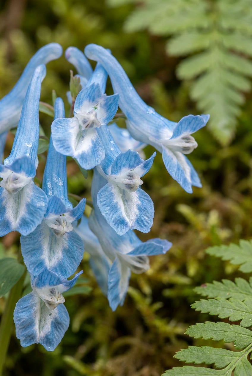 Corydalis 'Craigton Blue' bloem