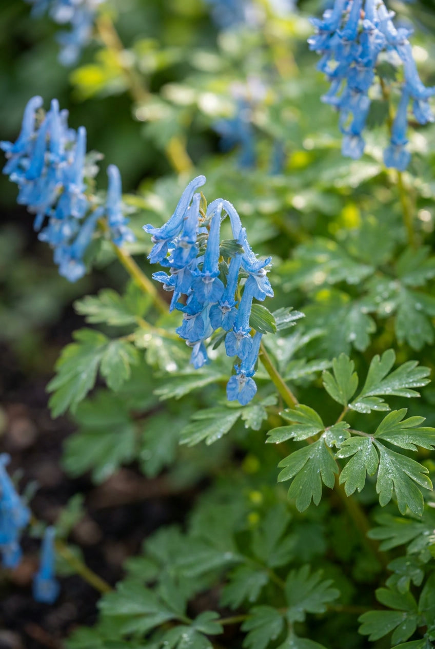 Corydalis elata bloem