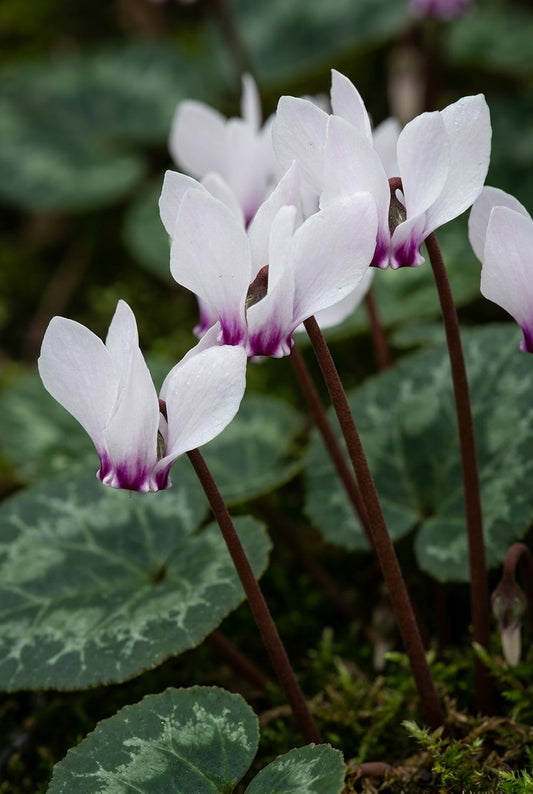 Cyclamen coum 'Album' bloem