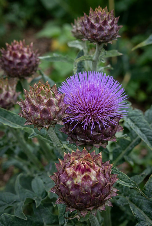 Cynara scolymus 'Cardy' bloem