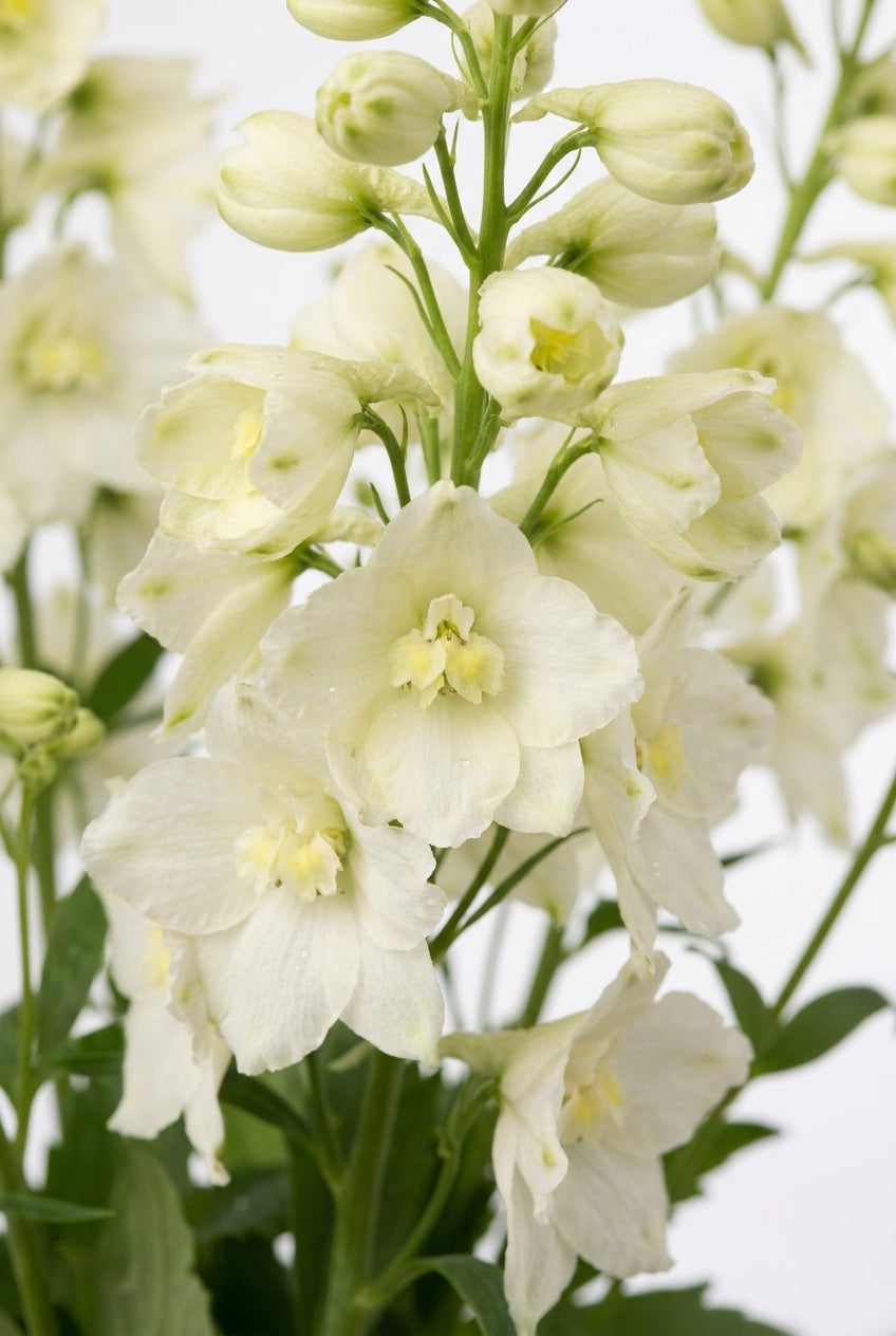 Delphinium 'Sungleam' bloem