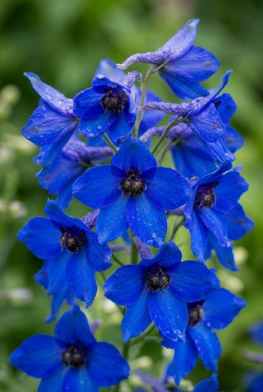 Delphinium (B) 'Völkerfrieden' bloem