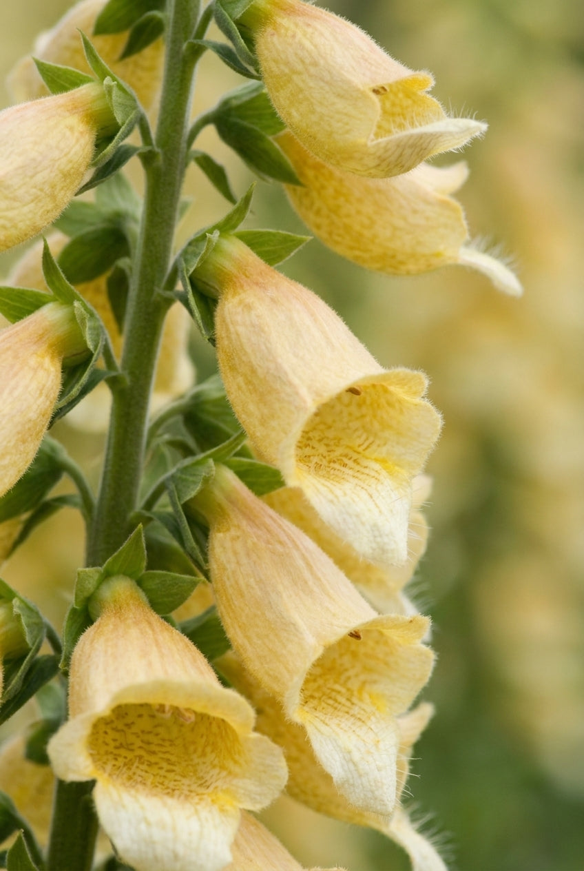 Digitalis 'Spice Island' bloem