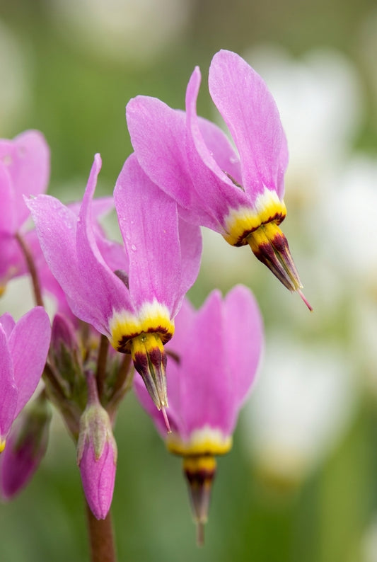 Dodecatheon meadia 'Queen Victoria' bloem