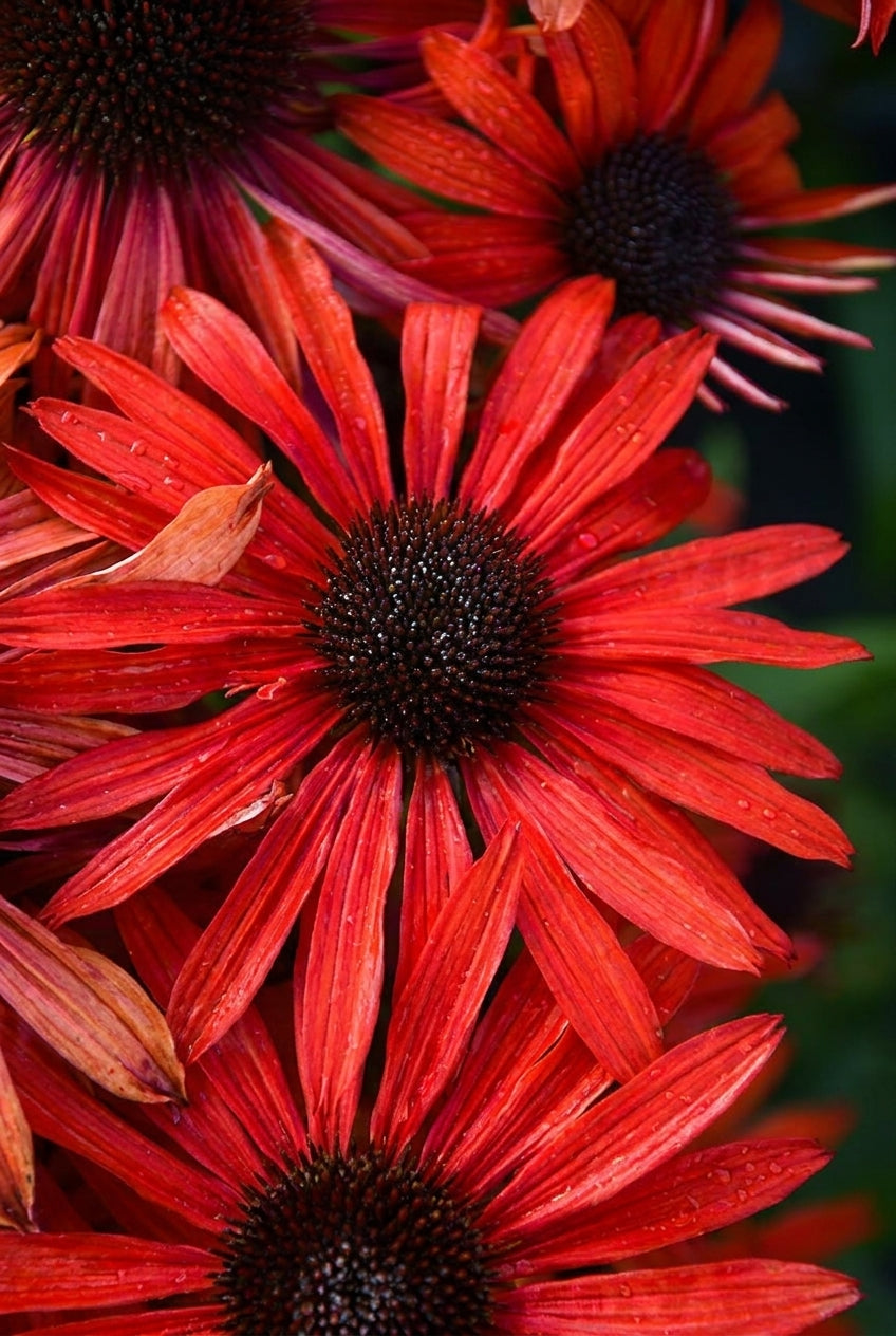 Echinacea 'Fountain Red' bloem