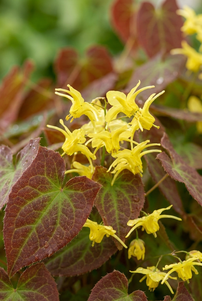 Epimedium perralchicum 'Frohnleiten' bloem