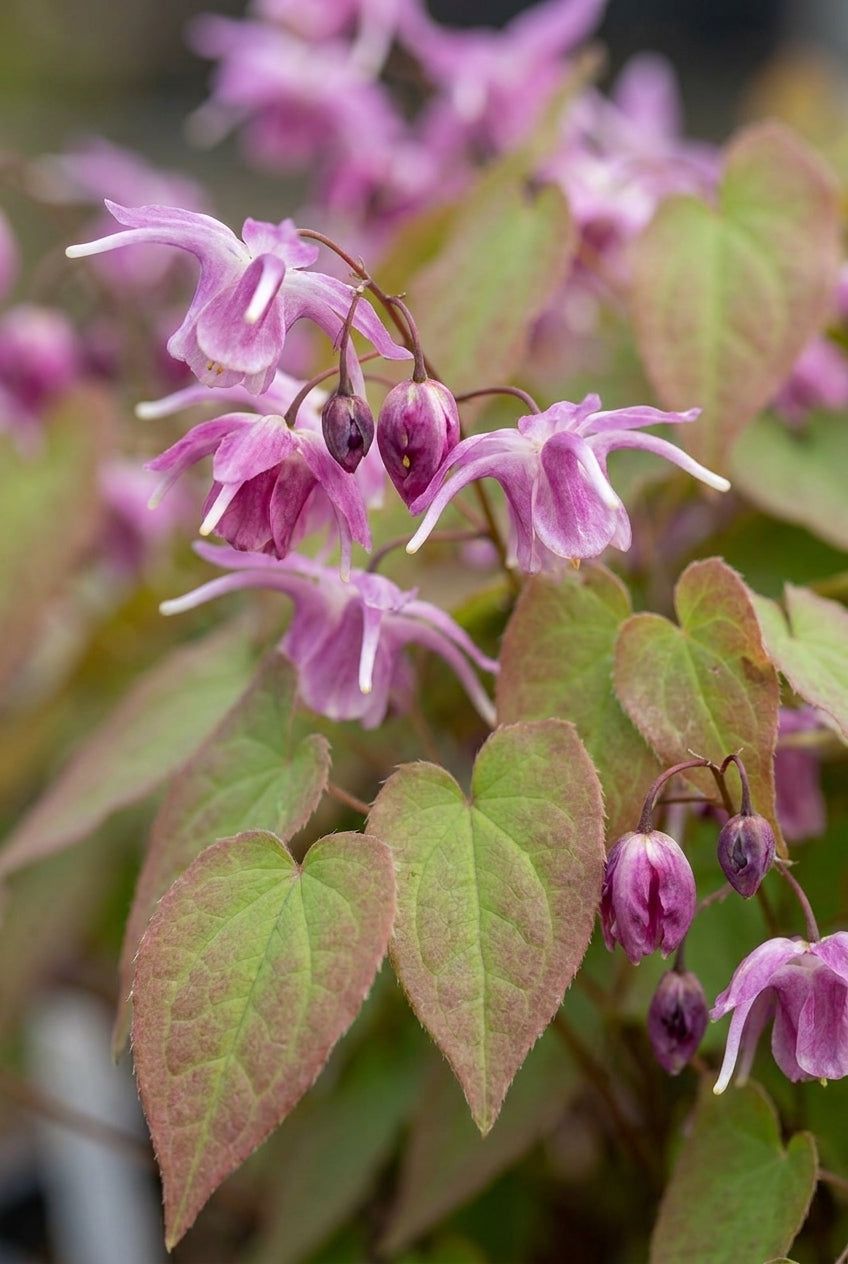 Epimedium youngianum 'Beni-kujaku' bloem