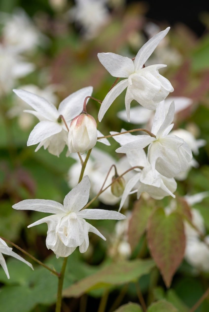 Epimedium youngianum 'Niveum' bloem