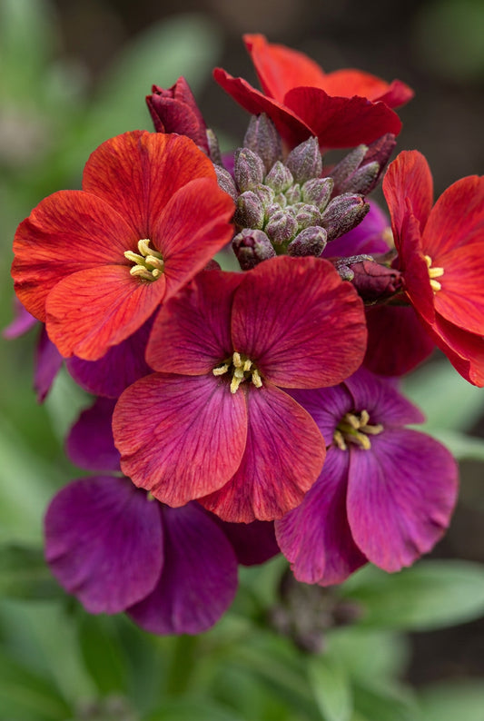 Erysimum 'Red Jep' bloem