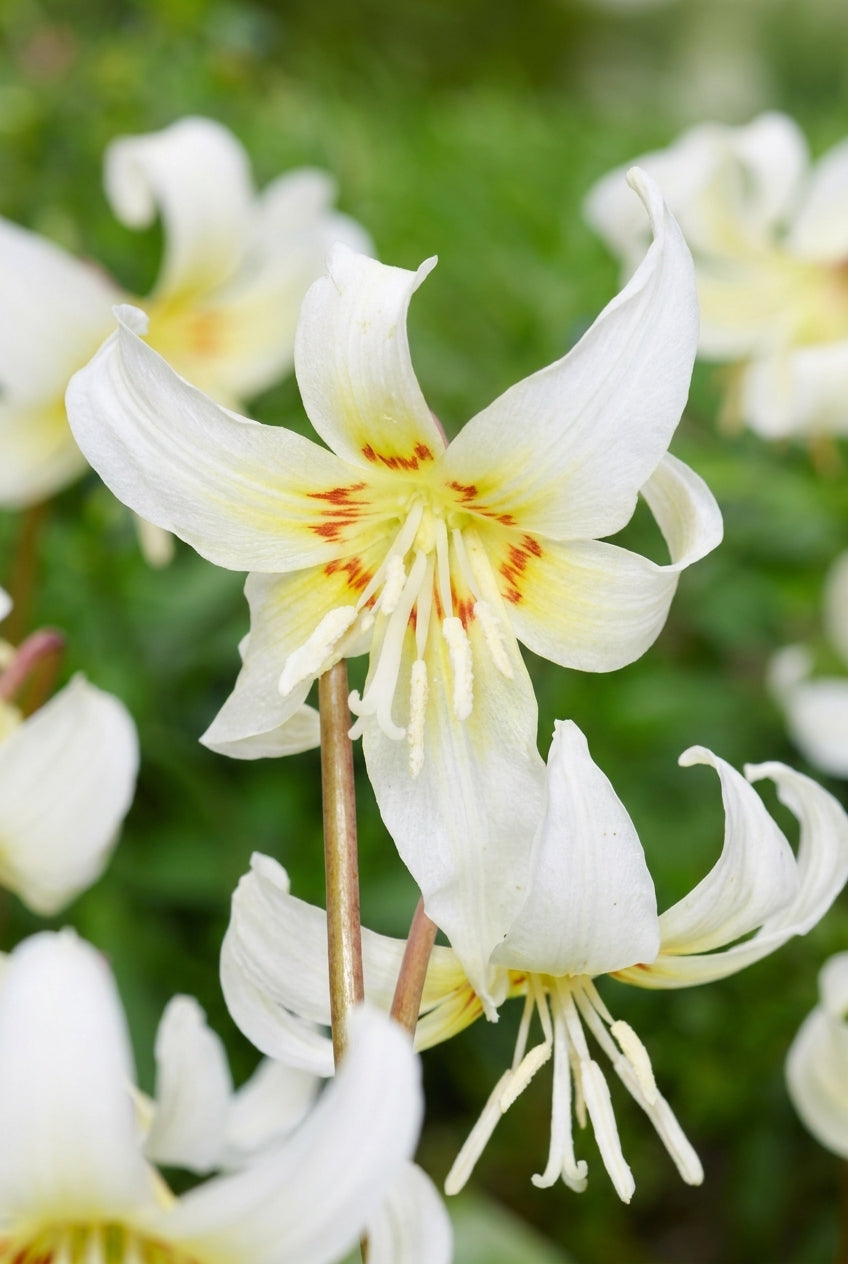 Erythronium 'White Beauty' bloem