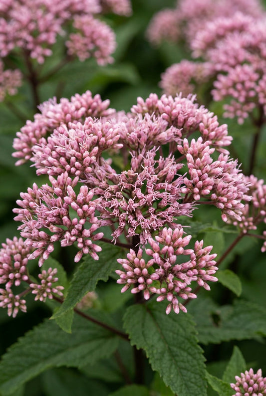 Eupatorium dubium 'Little Joe' bloem