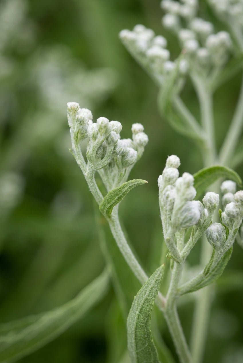 Eupatorium hyssopifolium bloem