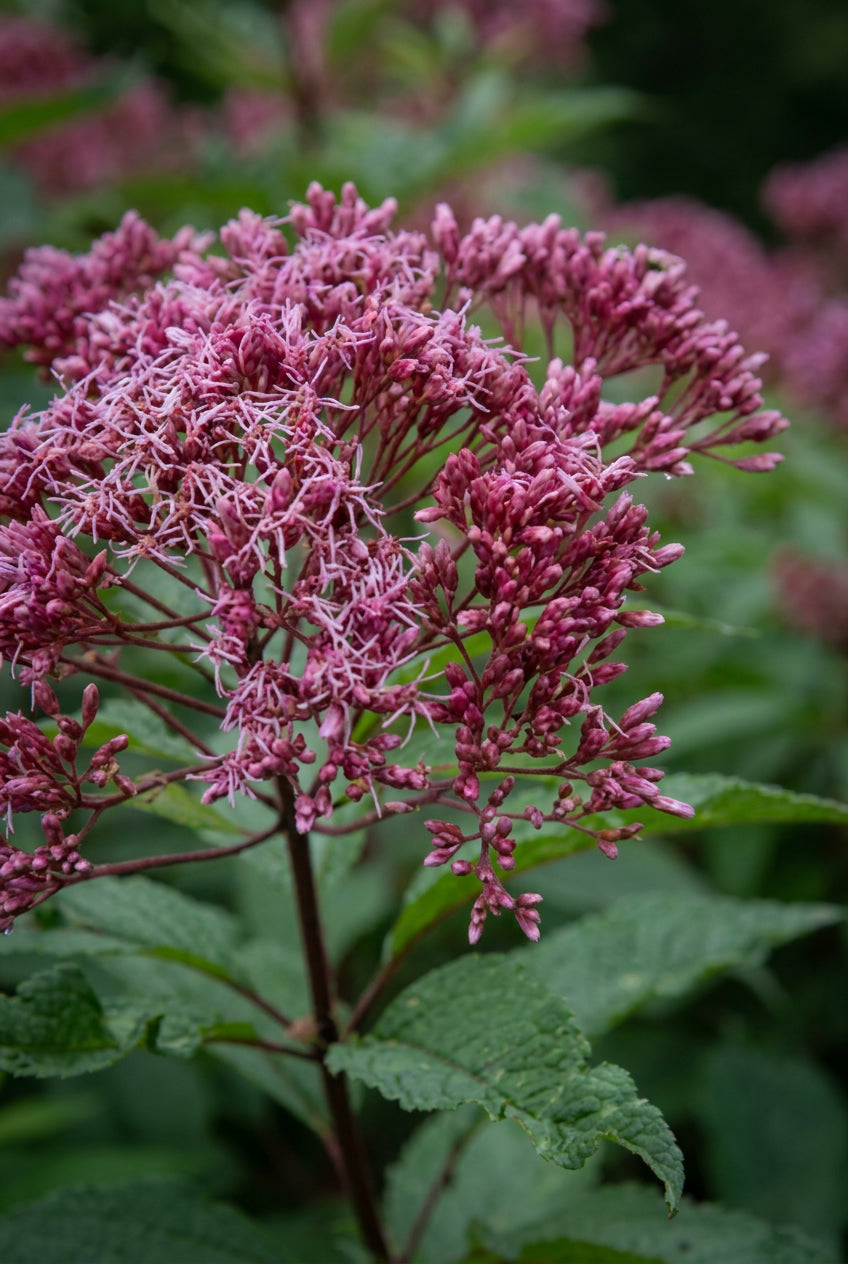 Eupatorium maculatum 'Augustrubin' bloem