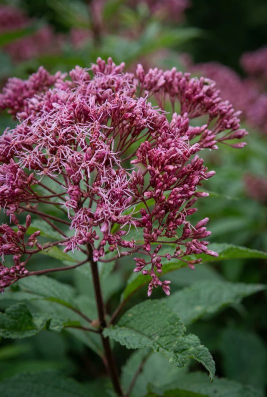 Eupatorium maculatum 'Augustrubin' bloem