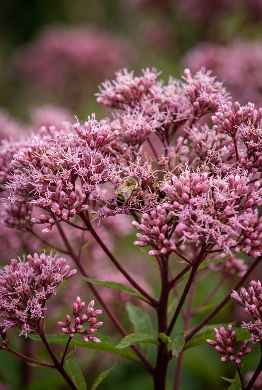 Eupatorium maculatum 'Riesenschirm' bloem