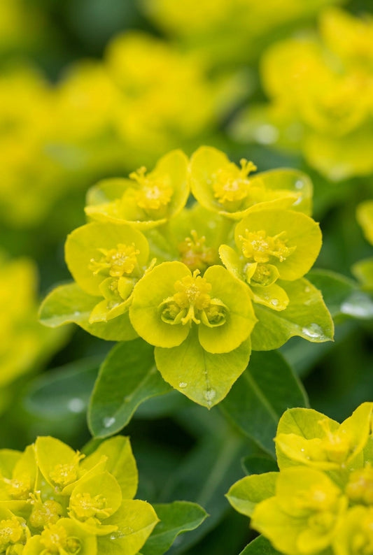 Euphorbia epithymoides bloem