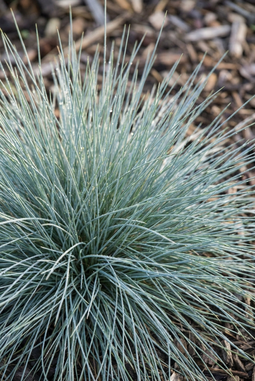 Festuca glauca blad