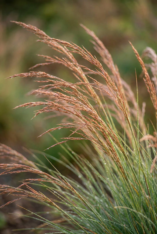 Festuca 'Walberla' blad