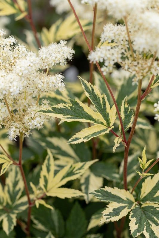 Filipendula ulmaria 'Variegata' bloem