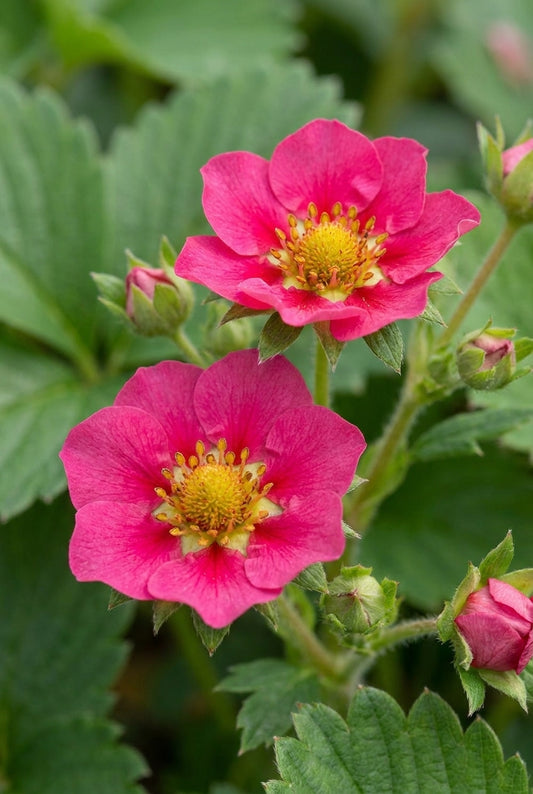 Fragaria 'Stickbolwi' bloem