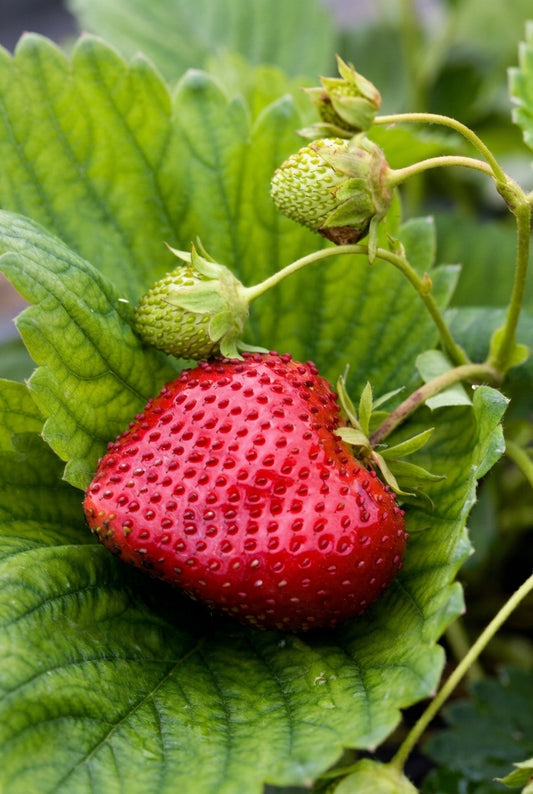 Fragaria vesca 'Plena' vrucht