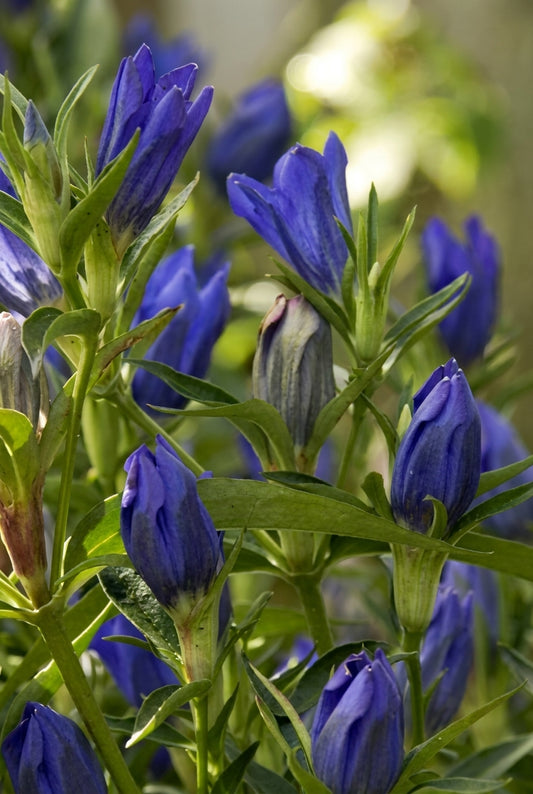 Gentiana 'True Blue' bloem