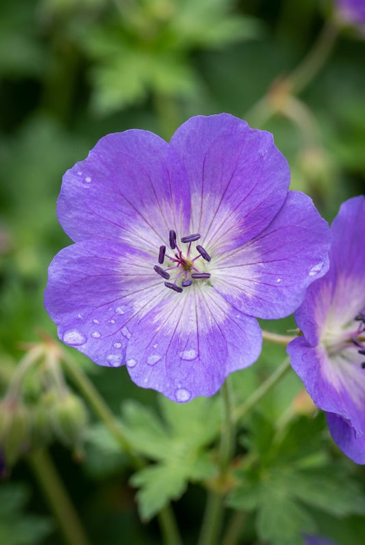 Geranium 'Azure Skies' bloem