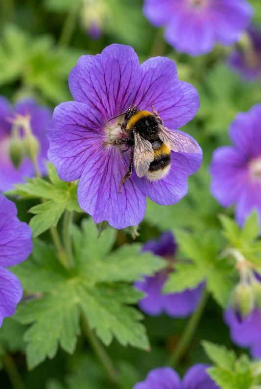 Geranium 'Light Dilys' bloem