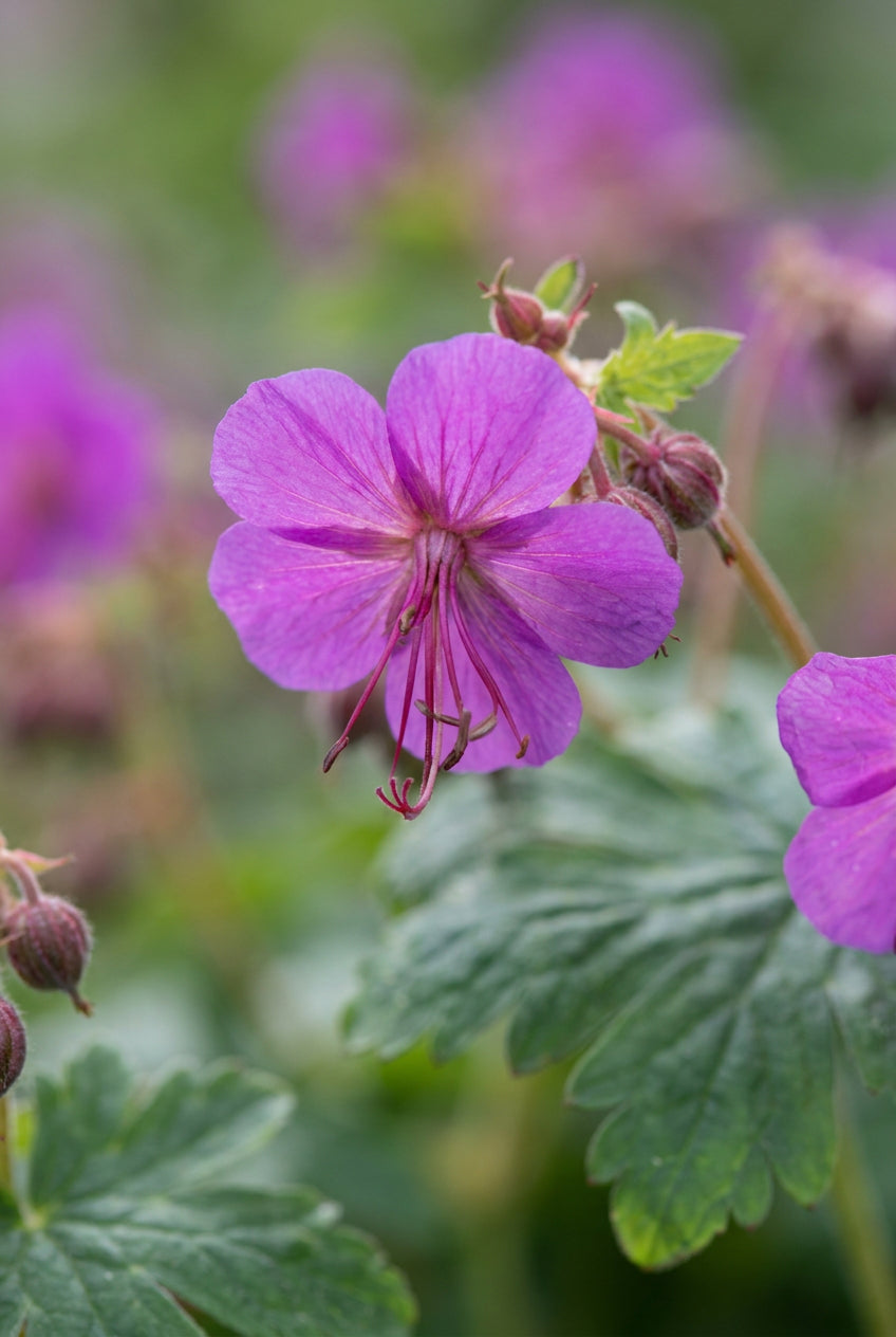 Geranium macrorrhizum 'Czakor' bloem