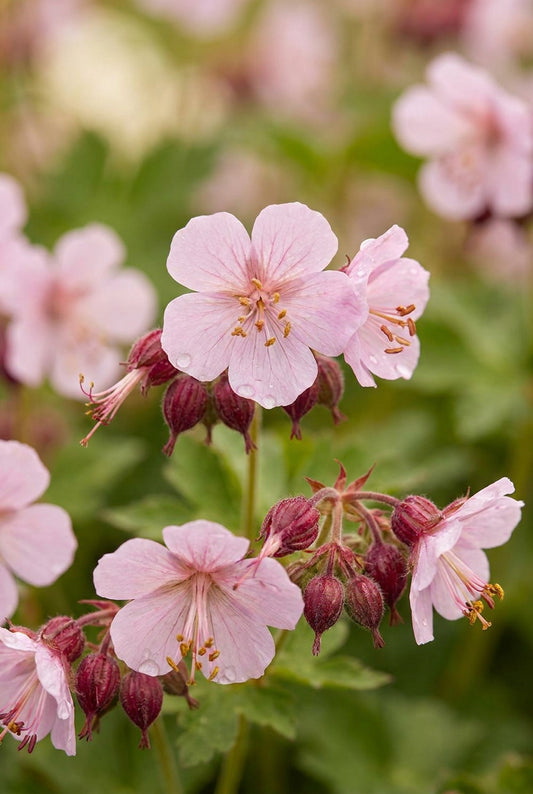 Geranium macrorrhizum 'Spessart' bloem