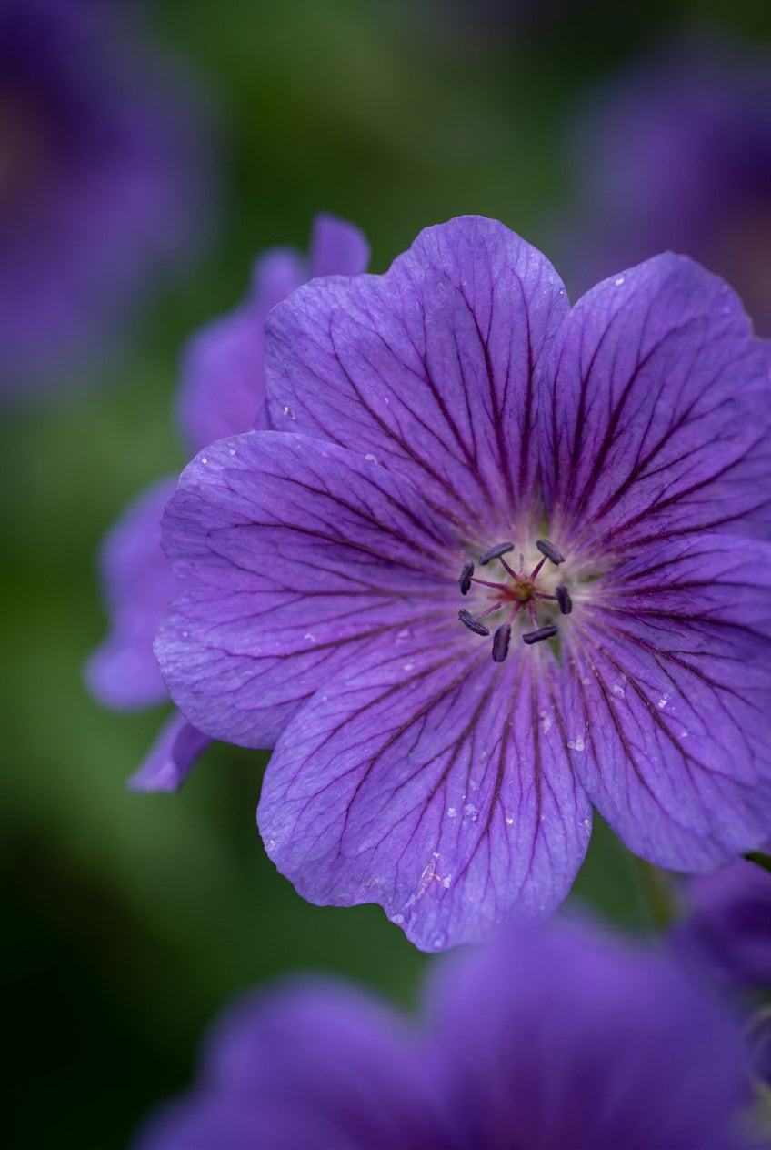Geranium magnificum bloem