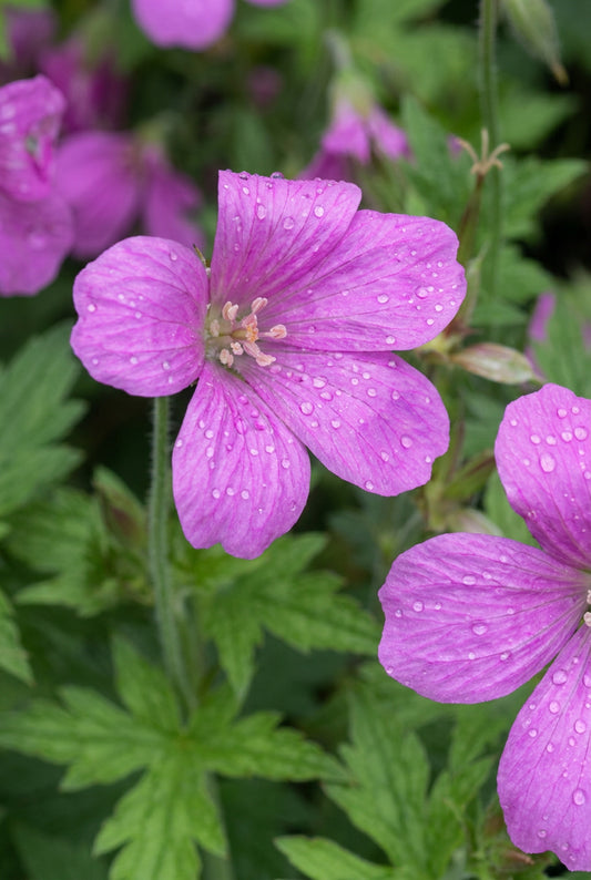Geranium oxonianum 'Betty Catchpole' bloem