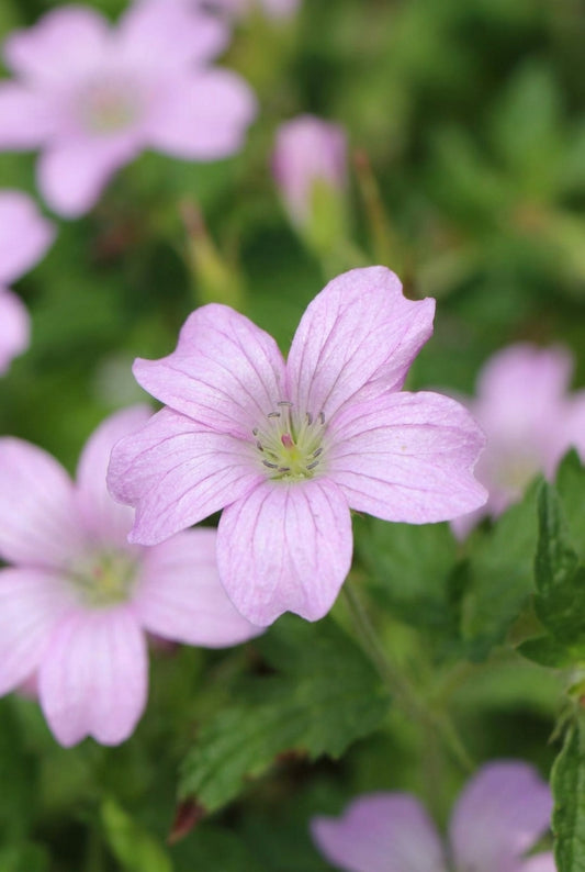 Geranium oxonianum 'Lady Moore' bloem