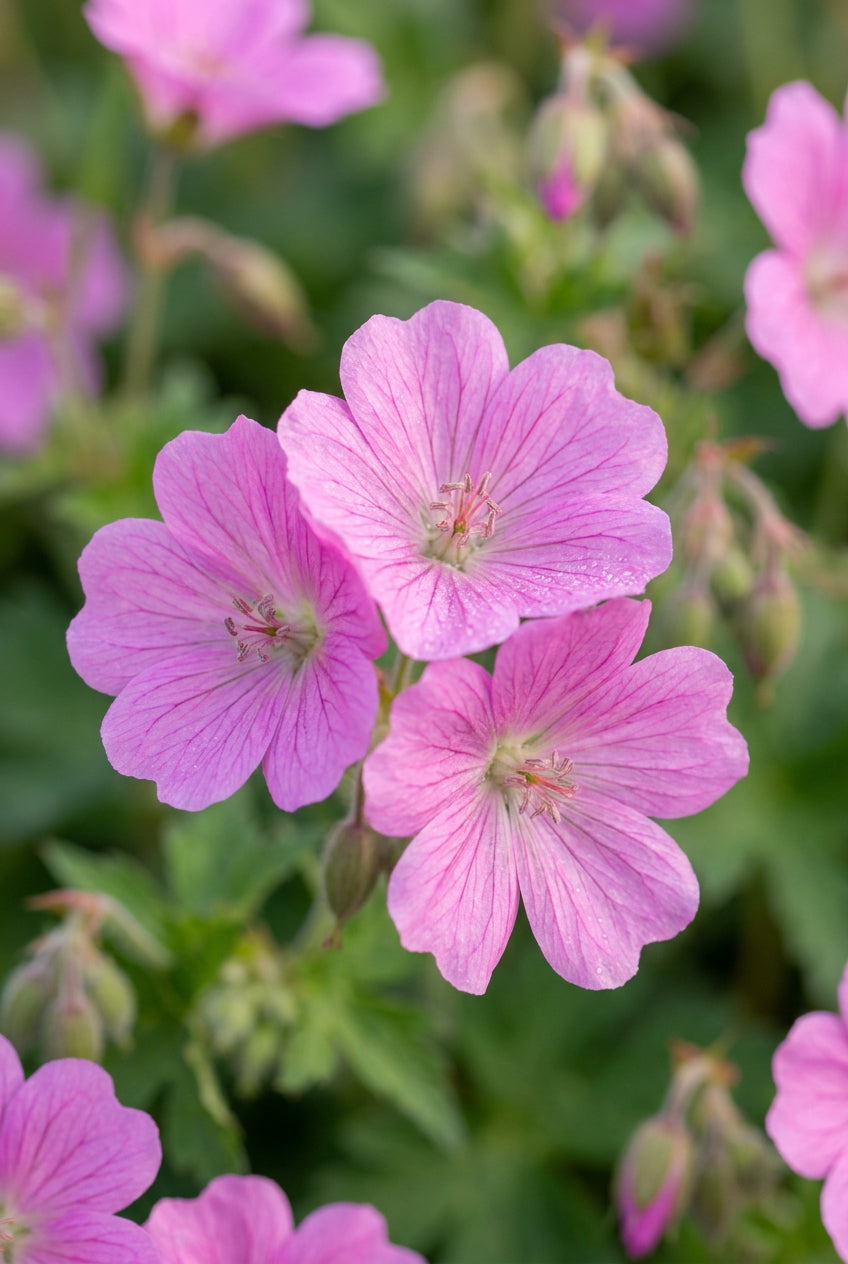 Geranium oxonianum 'Rose Clair' bloem