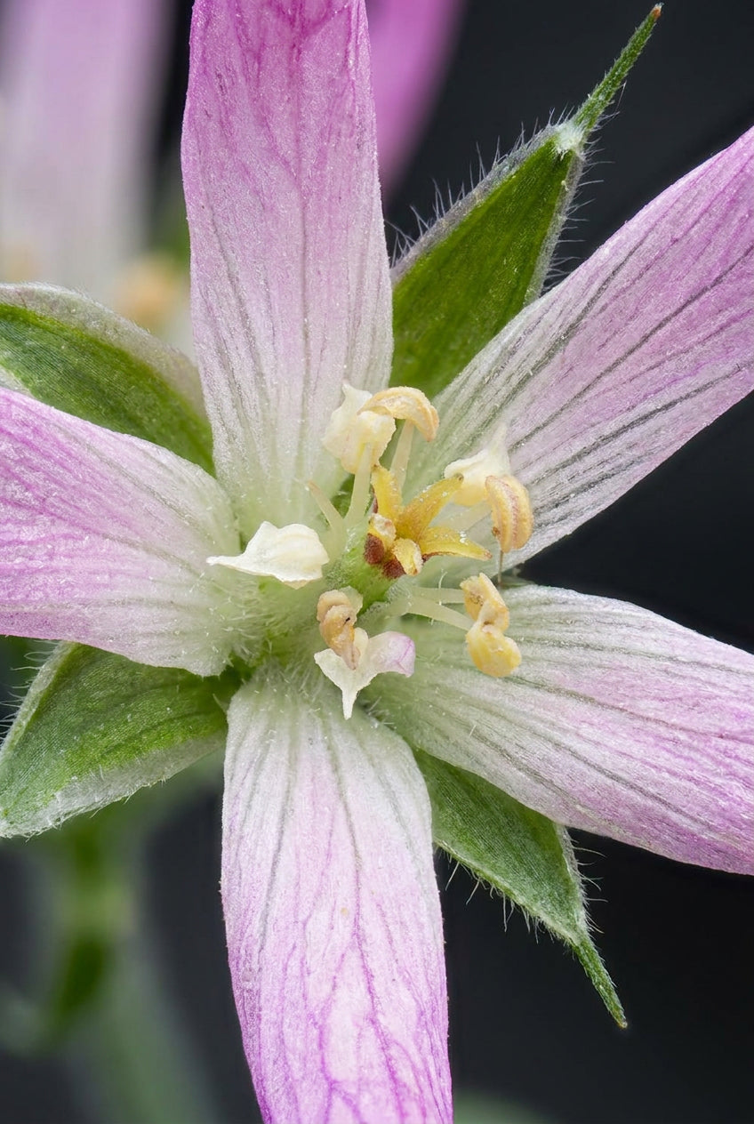 Geranium oxonianum 'Sherwood' bloem