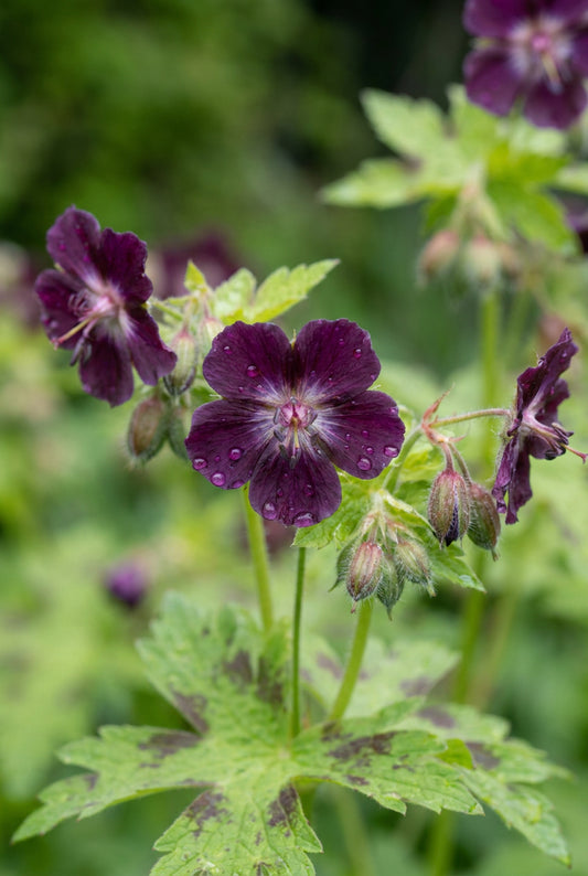 Geranium phaeum bloem